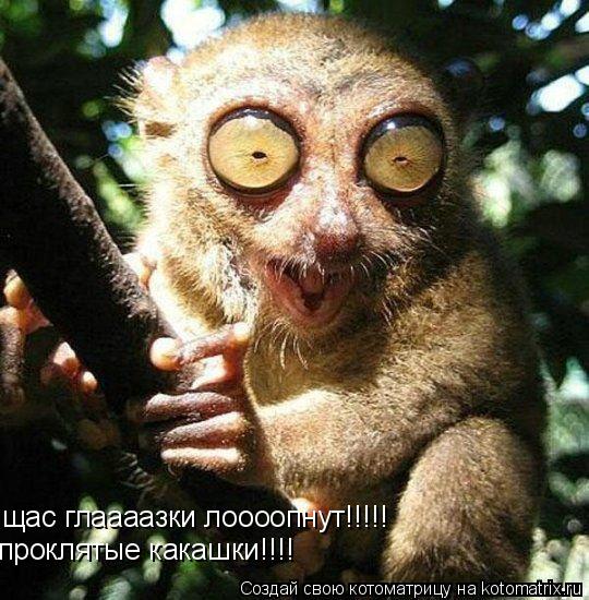 щас глаааазки лоооопнут!!!!! проклятые какашки!!!!!! щас глаааазки лоооопнут!!!!! проклятые какашки!... Котоматрица: щас глаааазки лоооопнут!!!!! проклятые какашки!!!!!! щас глаааазки лоооопнут!!!!! проклятые какашки!!!!