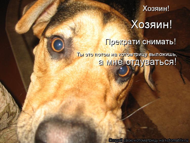 Хозяин! Хозяин! Прекрати снимать! Ты это потом на котомтрицу выложишь, а мне отдуваться!... Котоматрица: Хозяин! Хозяин! Прекрати снимать! Ты это потом на котомтрицу выложишь, а мне отдуваться!