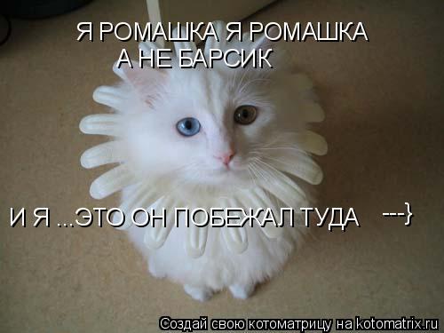 Я РОМАШКА Я РОМАШКА А НЕ БАРСИК И Я ...ЭТО ОН ПОБЕЖАЛ ТУДА ---}... Котоматрица: Я РОМАШКА Я РОМАШКА А НЕ БАРСИК И Я ...ЭТО ОН ПОБЕЖАЛ ТУДА ---}