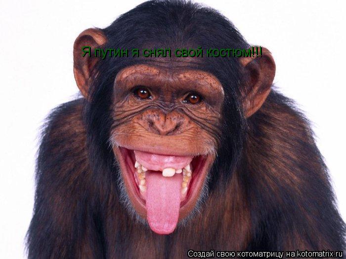 Я путин я снял свой костюм!!!... Котоматрица: Я путин я снял свой костюм!!!