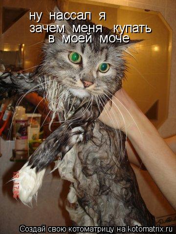 ну нассал я зачем меня купать в моей моче... Котоматрица: ну нассал я зачем меня купать в моей моче