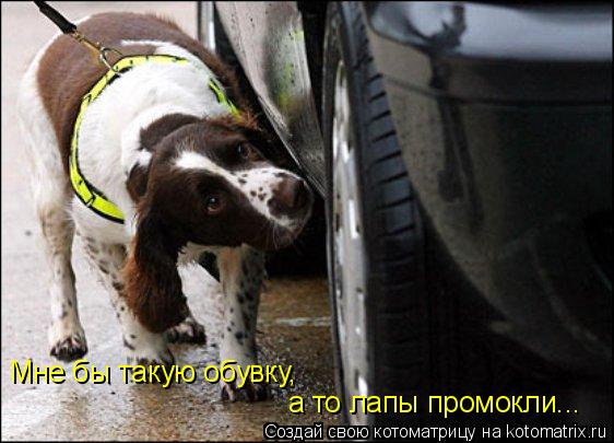 Мне бы такую обувку, а то лапы промокли...... Котоматрица: Мне бы такую обувку, а то лапы промокли...