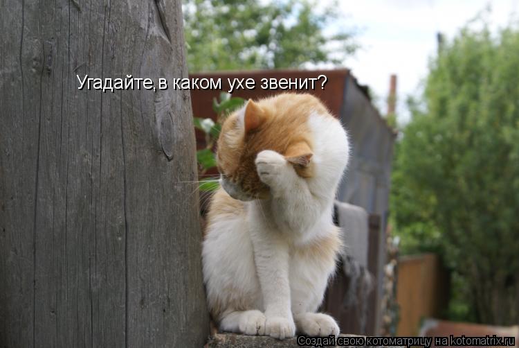 Котоматрица: Угадайте,в каком ухе звенит?