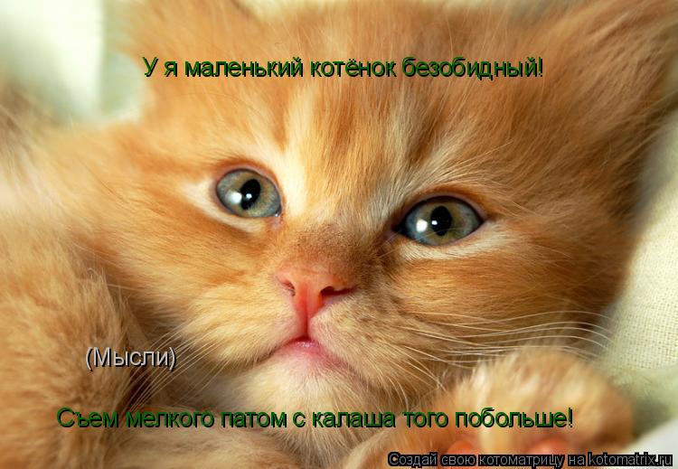 У я маленький котёнок безобидный! (Мысли) Съем мелкого патом с калаша того побольше!... Котоматрица: У я маленький котёнок безобидный! (Мысли) Съем мелкого патом с калаша того побольше!