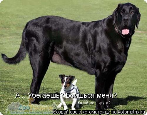 А... Убегаешь? Боишься меня? Какой же я крутой.... Котоматрица: А... Убегаешь? Боишься меня? Какой же я крутой.