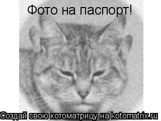 Фото на паспорт!... Котоматрица: Фото на паспорт!