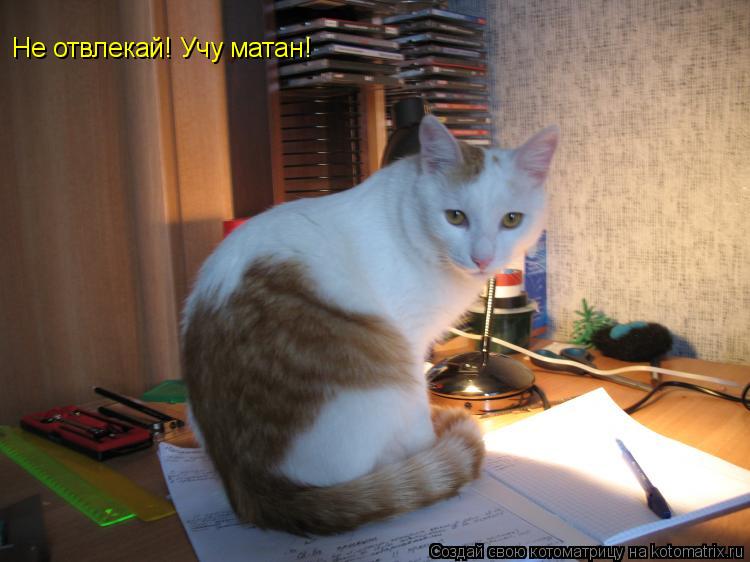 Котоматрица: Не отвлекай! Учу матан!