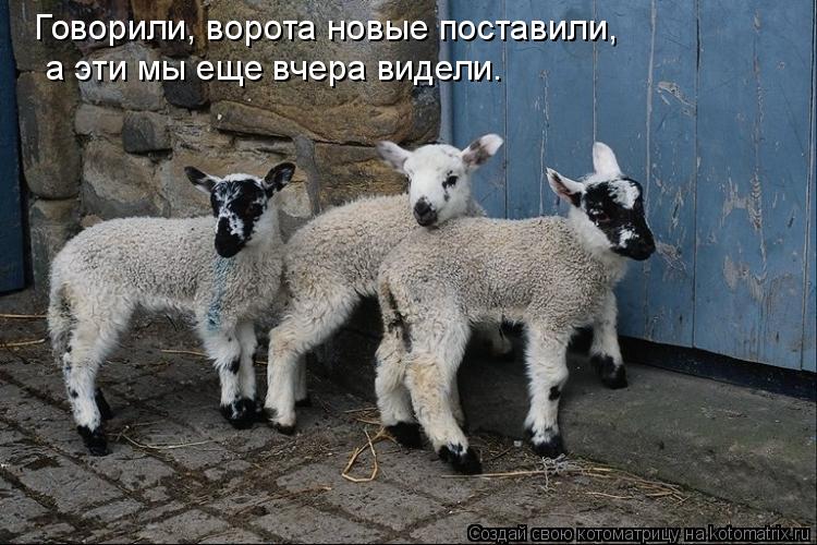 Говорили, ворота новые поставили, а эти мы еще вчера видели.... Котоматрица: Говорили, ворота новые поставили, а эти мы еще вчера видели.