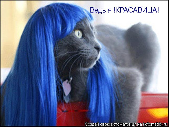 Ведь я !КРАСАВИЦА!... Котоматрица: Ведь я !КРАСАВИЦА!