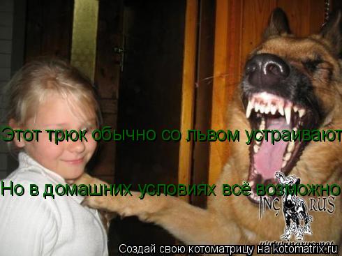 Этот трюк обычно со львом устраивают!!! Но в домашних условиях всё возможно... Котоматрица: Этот трюк обычно со львом устраивают!!! Но в домашних условиях всё возможно