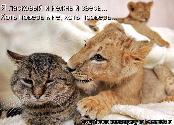 Я ласковый и нежный зверь... Хоть поверь мне, хоть проверь...... Котоматрица: Я ласковый и нежный зверь... Хоть поверь мне, хоть проверь...