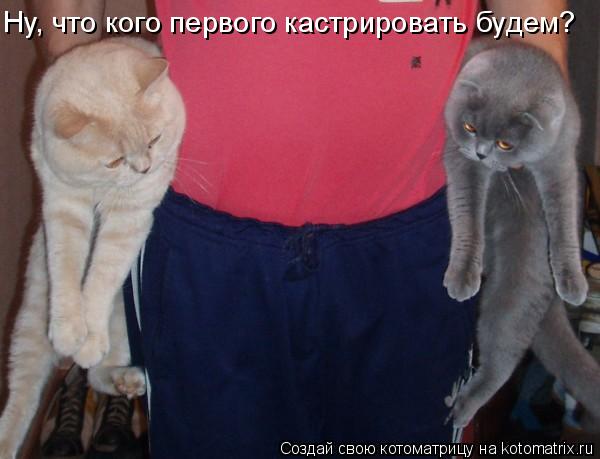 Котоматрица: Ну, что кого первого кастрировать будем?