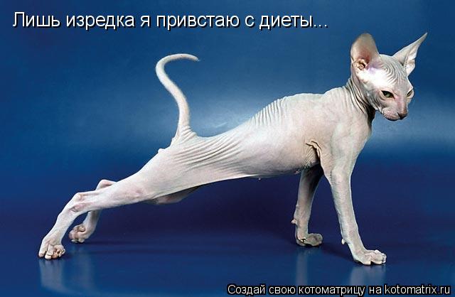 Лишь изредка я привстаю с диеты...... Котоматрица: Лишь изредка я привстаю с диеты...