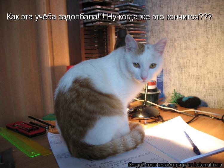 Как эта учёба задолбала!!! Ну когда же это кончится???... Котоматрица: Как эта учёба задолбала!!! Ну когда же это кончится???