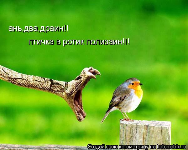ань,два,драин!! птичка в ротик полизаин!!!... Котоматрица: ань,два,драин!! птичка в ротик полизаин!!!