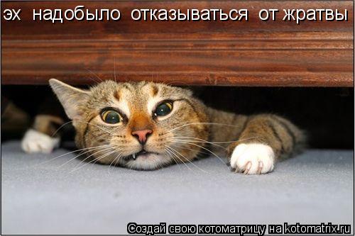 эх надобыло отказываться от жратвы... Котоматрица: эх надобыло отказываться от жратвы