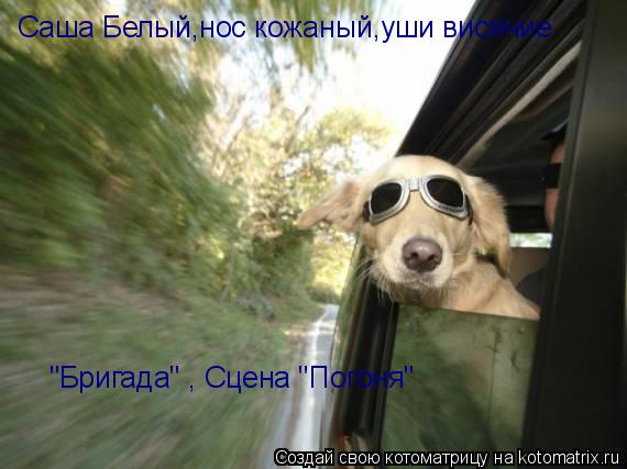 Саша Белый,нос кожаный,уши висячие "Бригада" , Сцена "Погоня"... Котоматрица: Саша Белый,нос кожаный,уши висячие "Бригада" , Сцена "Погоня"