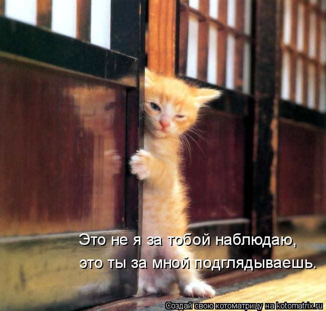 это ты за мной подглядываешь. Это не я за тобой наблюдаю,... Котоматрица: это ты за мной подглядываешь. Это не я за тобой наблюдаю,