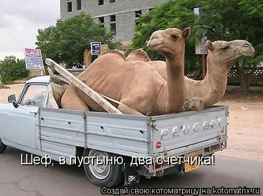 Шеф, в пустыню, два счетчика!... Котоматрица: Шеф, в пустыню, два счетчика!