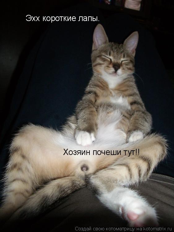 Эхх короткие лапы. Хозяин почеши тут!!... Котоматрица: Эхх короткие лапы. Хозяин почеши тут!!