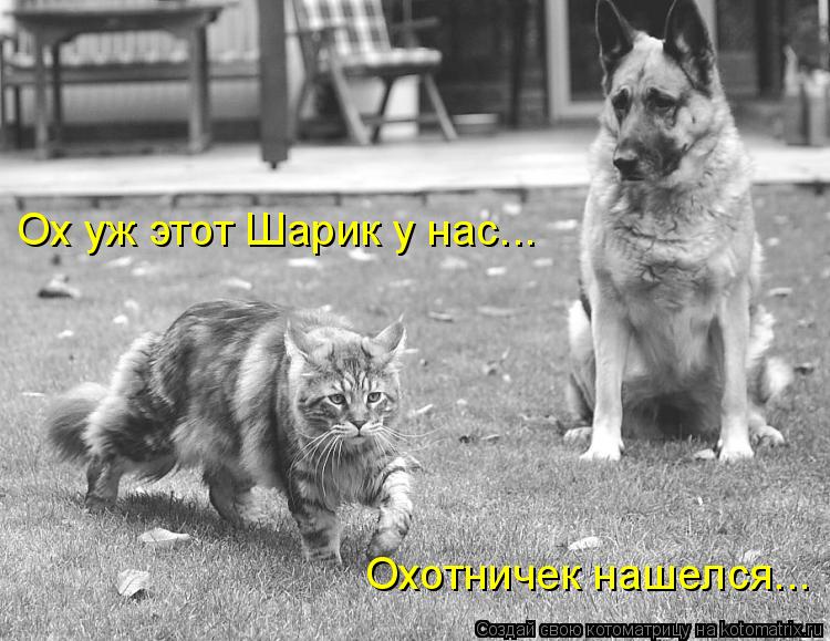 Ох уж этот Шарик у нас... Охотничек нашелся...... Котоматрица: Ох уж этот Шарик у нас... Охотничек нашелся...