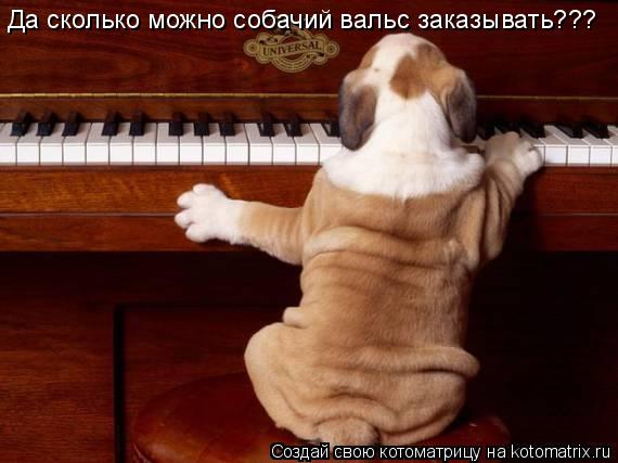 Да сколько можно собачий вальс заказывать???... Котоматрица: Да сколько можно собачий вальс заказывать???