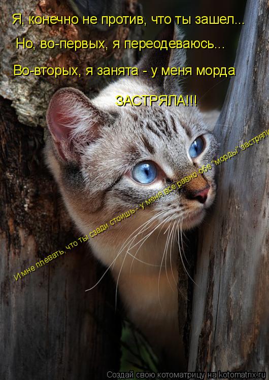 Я, конечно не против, что ты зашел... Но, во-первых, я переодеваюсь... Во-вторых, я занята - у меня м... Котоматрица: Я, конечно не против, что ты зашел... Но, во-первых, я переодеваюсь... Во-вторых, я занята - у меня морда ЗАСТРЯЛА!!! И мне плевать, что ты сзади сто
