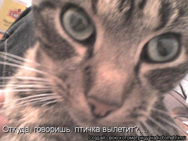 Откуда, говоришь, птичка вылетит?....... Котоматрица: Откуда, говоришь, птичка вылетит?....