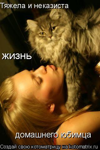 Тяжела и неказиста жизнь домашнего юбимца... Котоматрица: Тяжела и неказиста жизнь домашнего юбимца