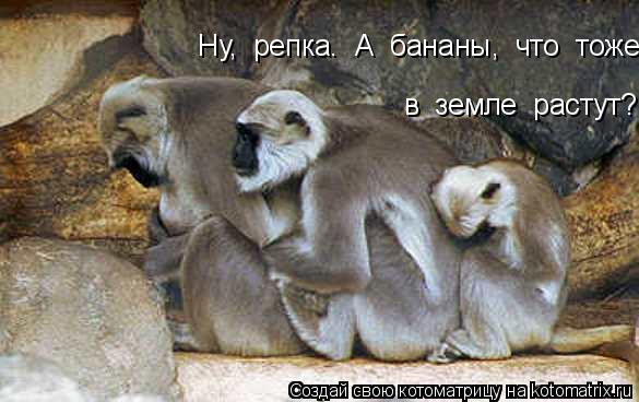 Котоматрица: Ну,  репка.  А  бананы,  что  тоже в  земле  растут?
