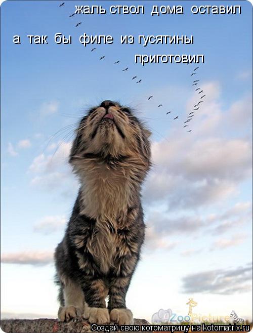 жаль ствол дома оставил а так бы филе из гусятины приготовил... Котоматрица: жаль ствол дома оставил а так бы филе из гусятины приготовил