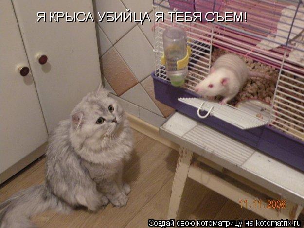 Я КРЫСА УБИЙЦА Я ТЕБЯ СЪЕМ!... Котоматрица: Я КРЫСА УБИЙЦА Я ТЕБЯ СЪЕМ!