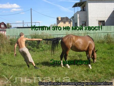 Котоматрица: Кстати это не мой хвост! Это мая кака!