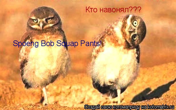 Кто навонял??? Spoeng Bob Squap Pants!... Котоматрица: Кто навонял??? Spoeng Bob Squap Pants!