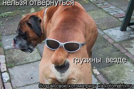 нельзя отвернуться грузины везде... Котоматрица: нельзя отвернуться грузины везде