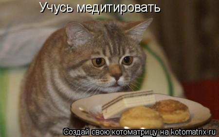 Котоматрица: Учусь медитировать