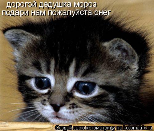 Котоматрица: дорогой дедушка мороз  подари нам пожалуйста снег