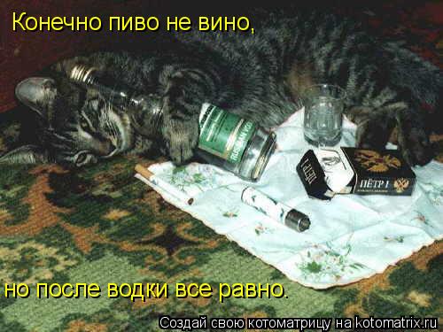Конечно пиво не вино, но после водки все равно.... Котоматрица: Конечно пиво не вино, но после водки все равно.