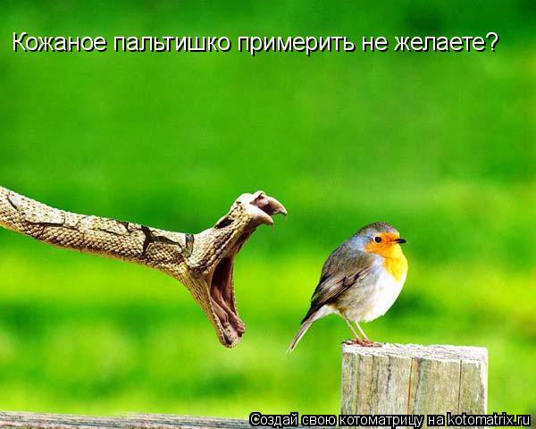 Кожаное пальтишко примерить не желаете?... Котоматрица: Кожаное пальтишко примерить не желаете?