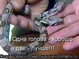 Одна голова - хорошо, а две - лучше!!!... Котоматрица: Одна голова - хорошо, а две - лучше!!!