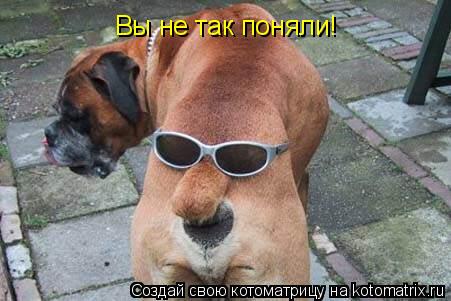 Вы не так поняли!... Котоматрица: Вы не так поняли!