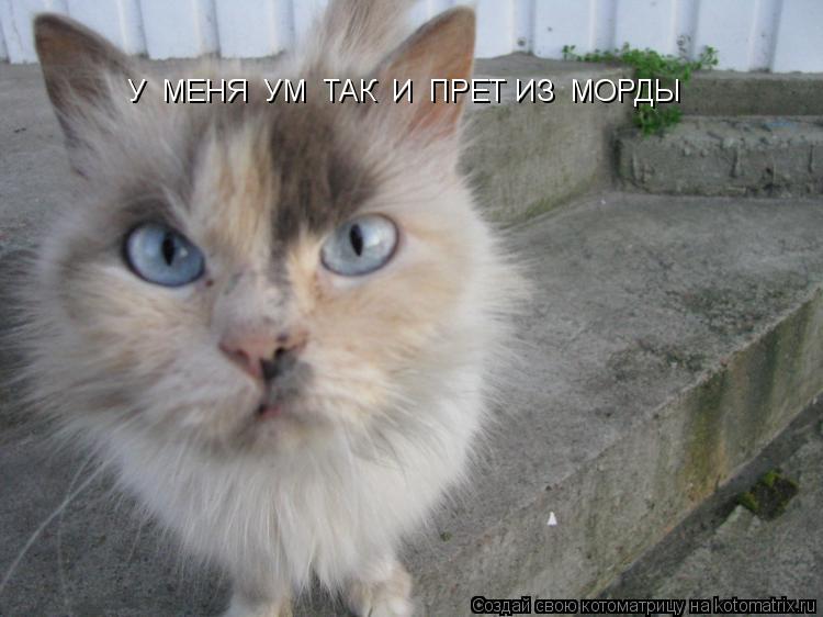 У МЕНЯ УМ ТАК И ПРЕТ ИЗ МОРДЫ... Котоматрица: У МЕНЯ УМ ТАК И ПРЕТ ИЗ МОРДЫ