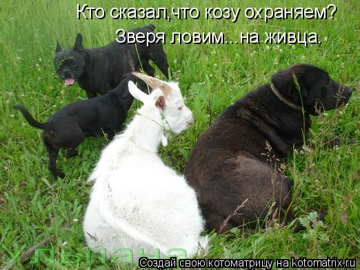 Котоматрица: Кто сказал,что козу охраняем? Зверя ловим...на живца.