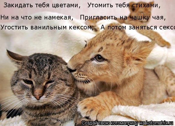 Закидать тебя цветами, Утомить тебя стихами, Ни на что не намекая, Пригласить на чашку чая, Угост... Котоматрица: Закидать тебя цветами, Утомить тебя стихами, Ни на что не намекая, Пригласить на чашку чая, Угостить ванильным кексом, А потом заняться с