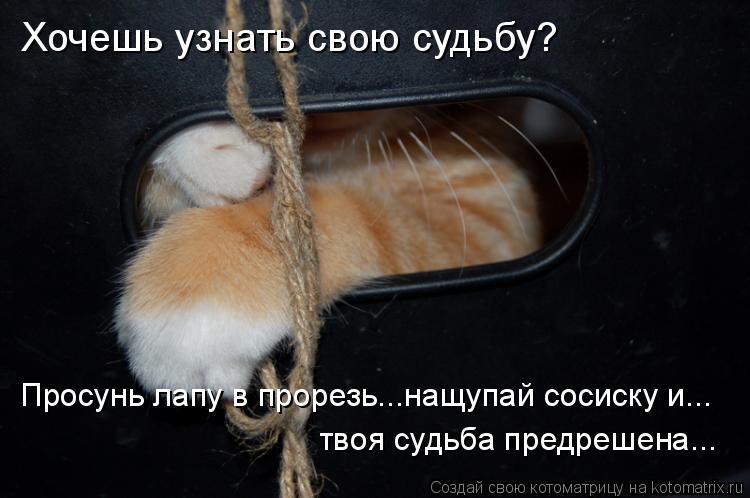 Котоматрица: Хочешь узнать свою судьбу? Просунь лапу в прорезь...нащупай сосиску и... твоя судьба предрешена...