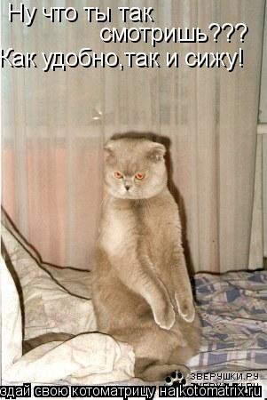 Ну что ты так смотришь??? Как удобно,так и сижу!... Котоматрица: Ну что ты так смотришь??? Как удобно,так и сижу!