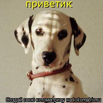 Котоматрица: приветик
