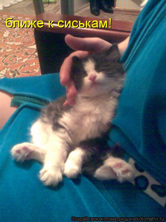 Котоматрица: ближе к сиськам!