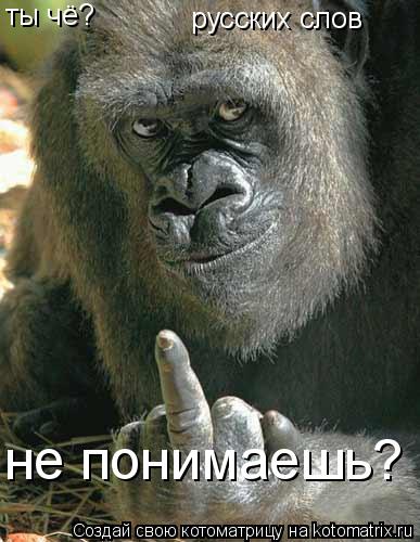 ты чё? русских слов не понимаешь?... Котоматрица: ты чё? русских слов не понимаешь?