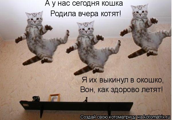 Котоматрица: А у нас сегодня кошка Родила вчера котят! Я их выкинул в окошко, Вон, как здорово летят!